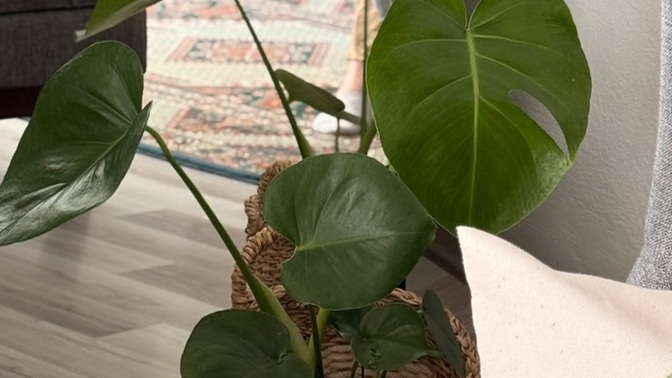 Monstera aldım ama bakabilir miyim şüpheli🥲Bakımı nasıl kolay mı var mı bir püf noktası hemencecik büyüsün istiyorum😊?