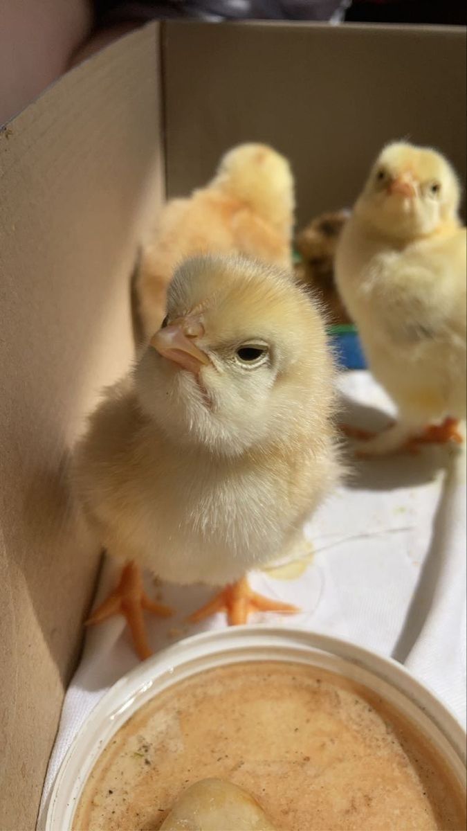 Tipine bayıldığınız bir hayvan var mı?