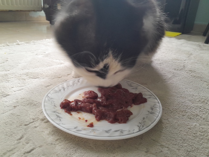 Kedi resimleri varsa paylaşırmısınjz?