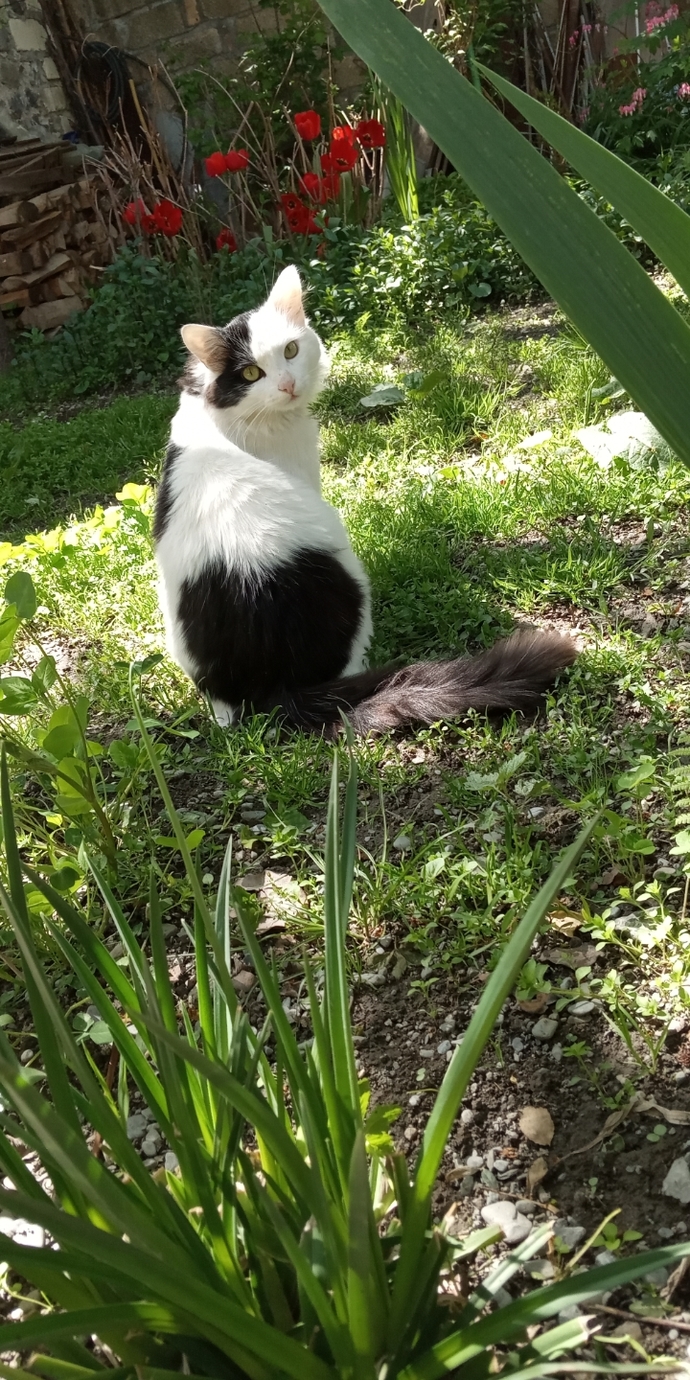 Kedi resimleri varsa paylaşırmısınjz?