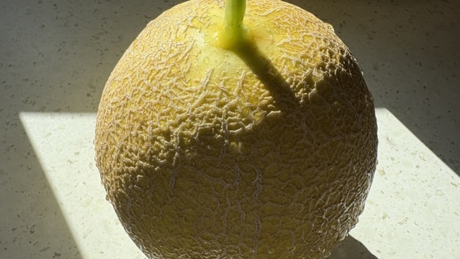 Kavun 🍈 sever misin? Sezonun ilk kavunu🍈 tadıldı mı?