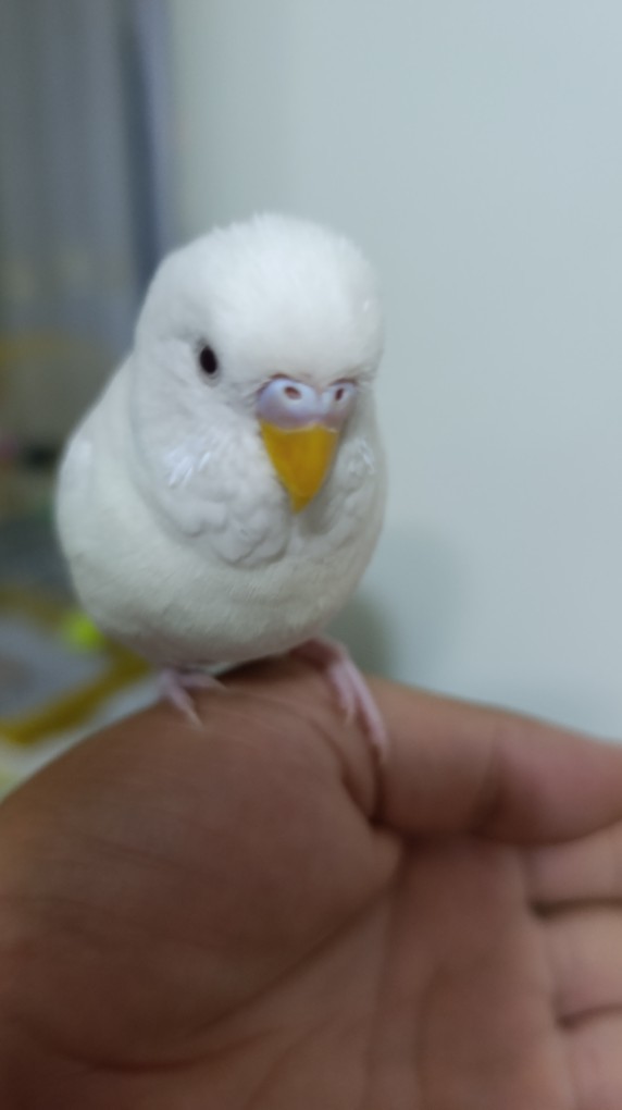 Muhabbet kuşumun cinsiyetini öğrenmek istiyorum?