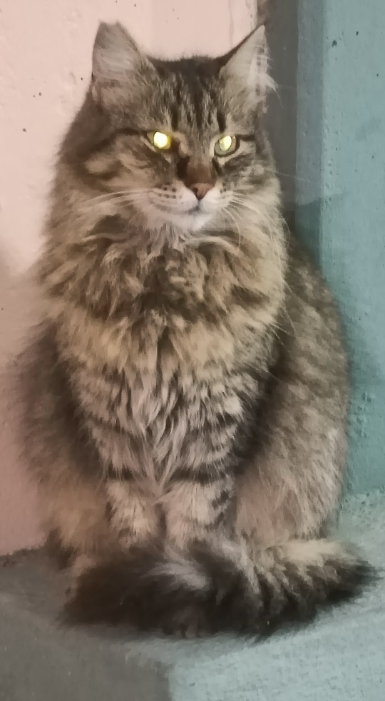 😻 Ben bir sokak kedisiyim, nasılım sizce?