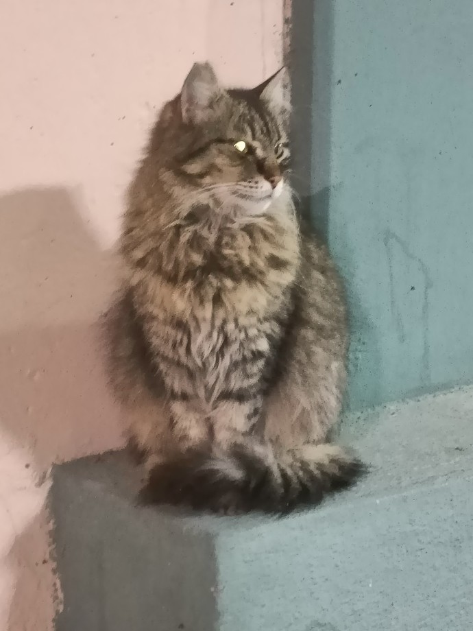 😻 Ben bir sokak kedisiyim, nasılım sizce?
