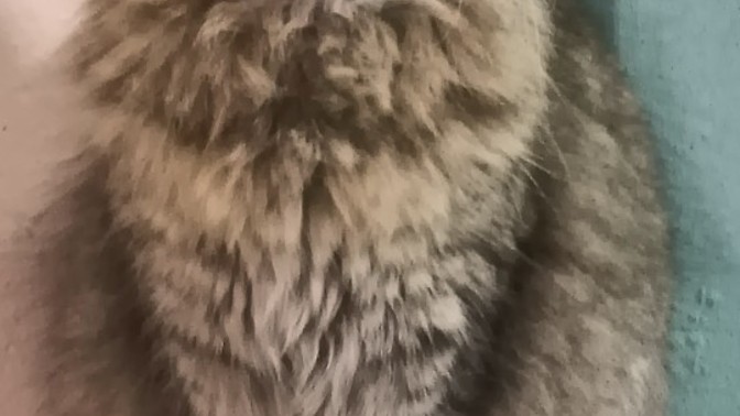 😻 Ben bir sokak kedisiyim, nasılım sizce?