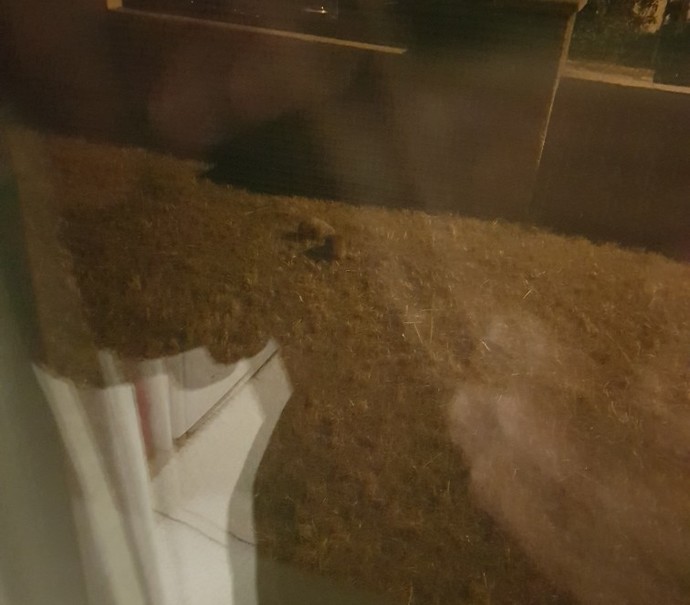 Kirpilerin fıh fıh diye gezmeleri komik degil mi?