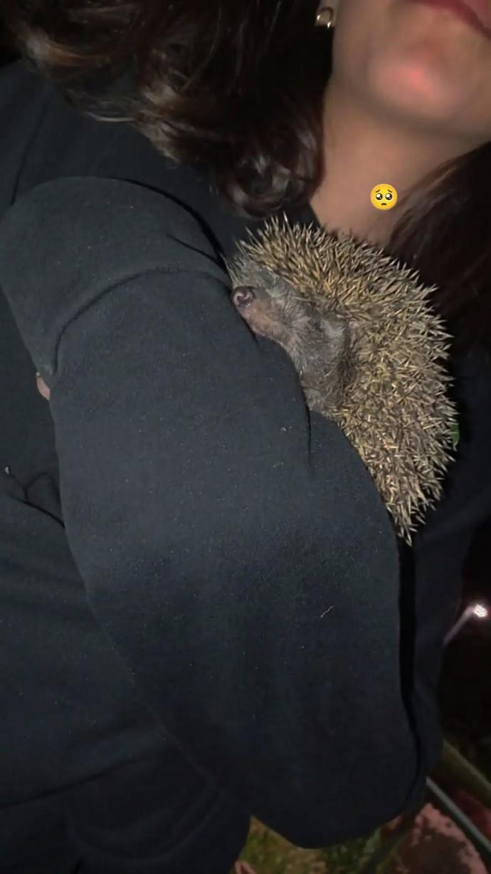Kirpilerin fıh fıh diye gezmeleri komik degil mi?