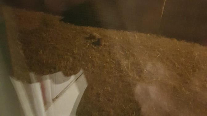 Kirpilerin fıh fıh diye gezmeleri komik degil mi?