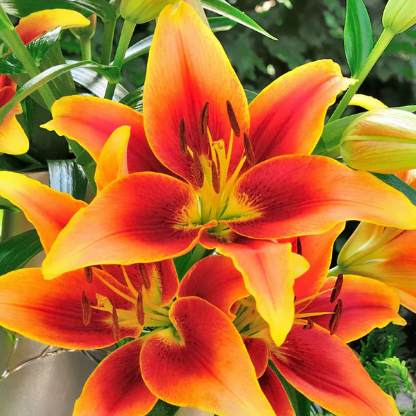Hangi çiçeği seversiniz🌺?
