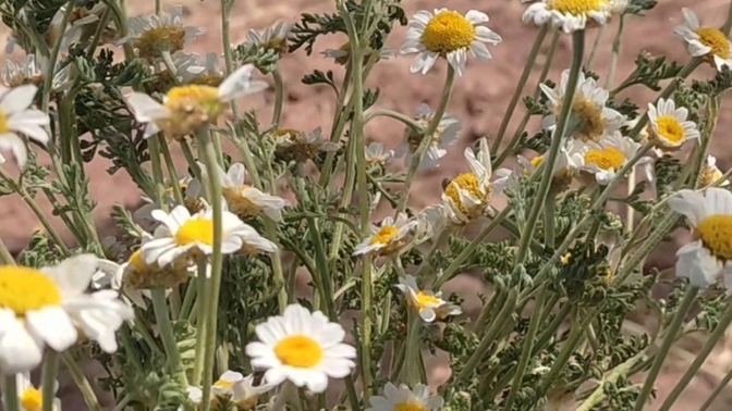 Hangi çiçeği seversiniz🌺?