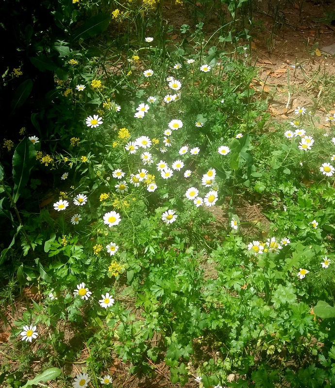 Bir çiçek olsaydınız, ne renkte açardınız🌸?