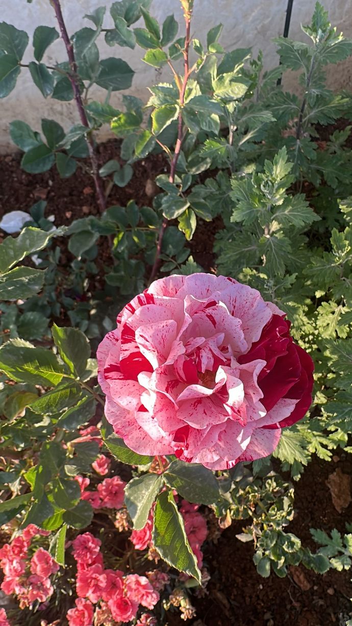 Bir çiçek olsaydınız, ne renkte açardınız🌸?