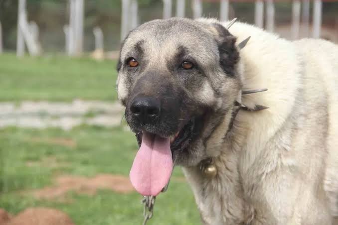 Nerelisiniz, nereli olduğunuzu bir görsel, yemek, sözle anlatır mısınız?