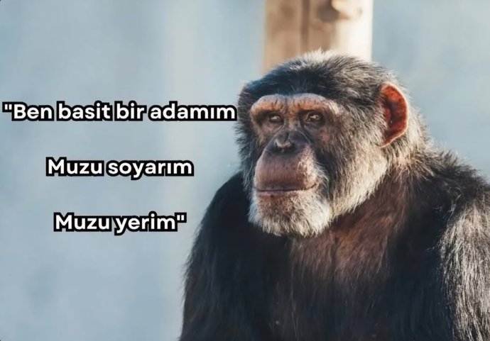 Arabada otomatik yoksa manuel mi tercih ediyorsunuz?