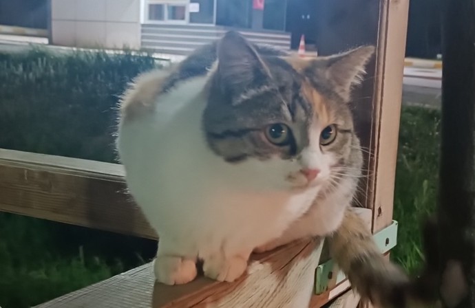 Kedim sizce bir tek bana mı bu kadar tatlı görünüyor?