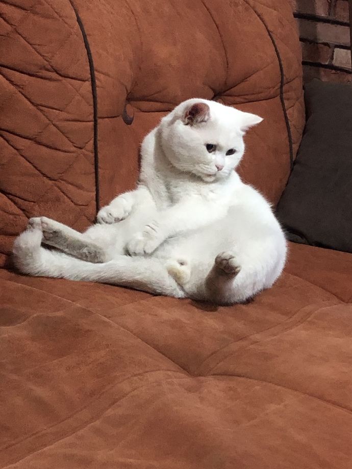 Kedim sizce bir tek bana mı bu kadar tatlı görünüyor?