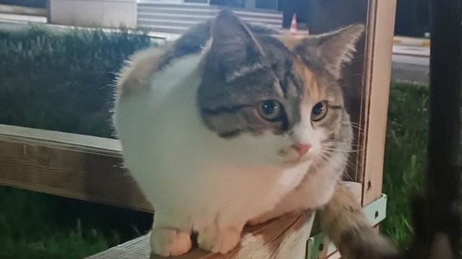 Kedim sizce bir tek bana mı bu kadar tatlı görünüyor?