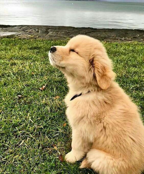 Evde kedi / köpek var mı?