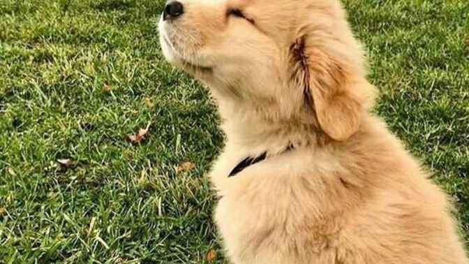 Evde kedi / köpek var mı?