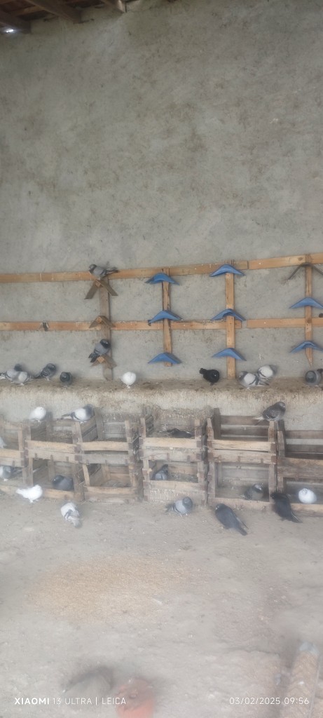 Sokak hayvanları ve evcil hayvanlara bakış açınız nedir?