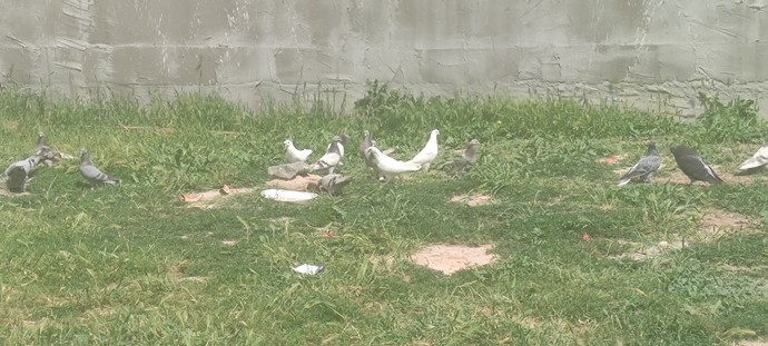Sokak hayvanları ve evcil hayvanlara bakış açınız nedir?