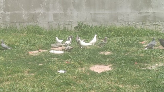 Sokak hayvanları ve evcil hayvanlara bakış açınız nedir?