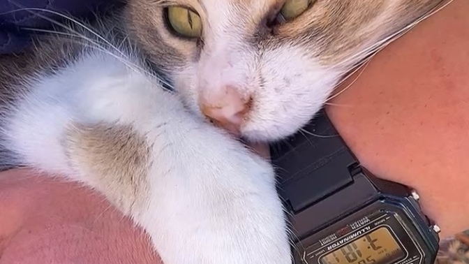 Bu kedo beni niye sarıp sarmalamış olabilir 🤔?
