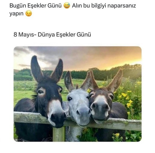 Eşşek gözlüm demek iltifat mı oluyor 🤔🤔?