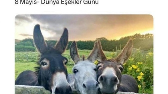 Eşşek gözlüm demek iltifat mı oluyor 🤔🤔?