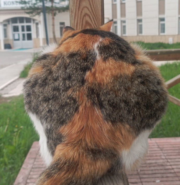 Kedimin tostikliğini gördünüz mü?