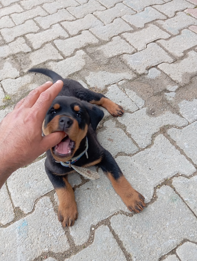 Vahşi doğa çok tehlikeli saldırıya uğradım lütfen yardım edin 😬 ?
