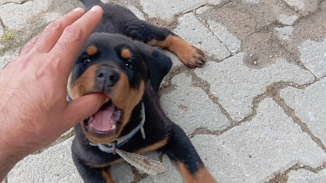 Vahşi doğa çok tehlikeli saldırıya uğradım lütfen yardım edin 😬 ?