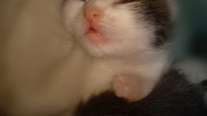 Ben bunu yemeyim de ne yapayımmm 😻?