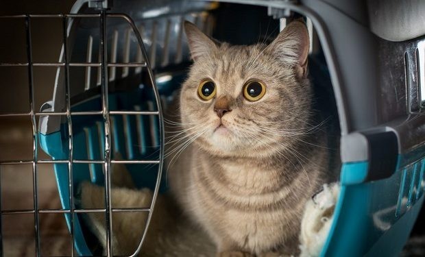 Bazı yerlere evcil hayvanla girilmiyor, veterinere girebilir miyim?