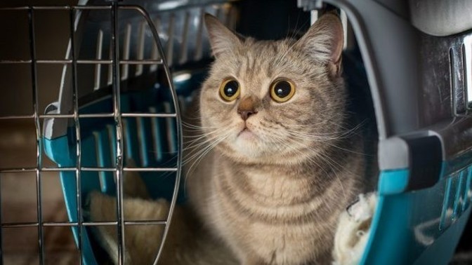 Bazı yerlere evcil hayvanla girilmiyor, veterinere girebilir miyim?