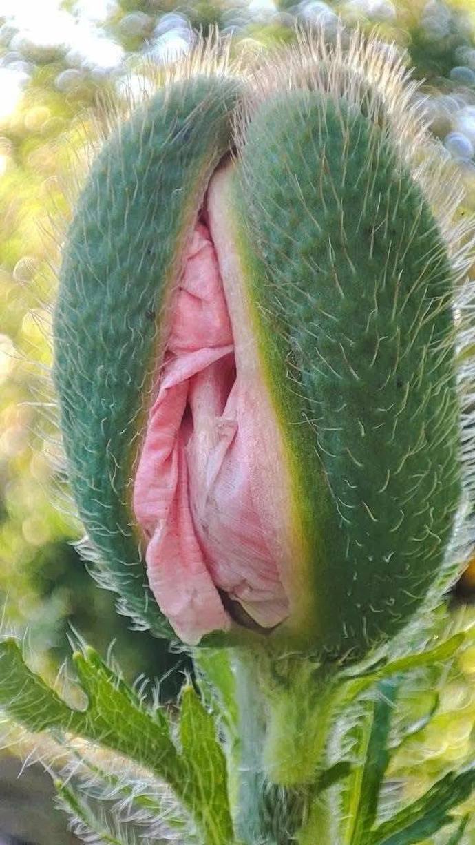 Çiçek nasıl güzel mi ;) ?