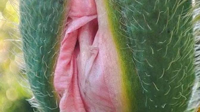 Çiçek nasıl güzel mi ;) ?