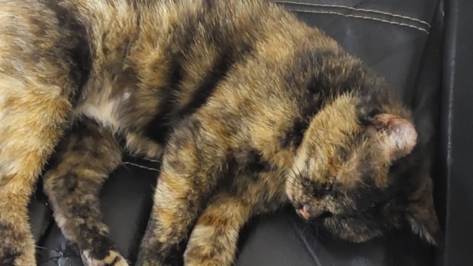 Sokakta her gün gördüğün o kedi/köpeğe isim koyacak olsan ne koyarsın?