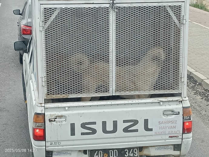 Hayvanlarımızı sokaklarımizi öldürüyorlar?