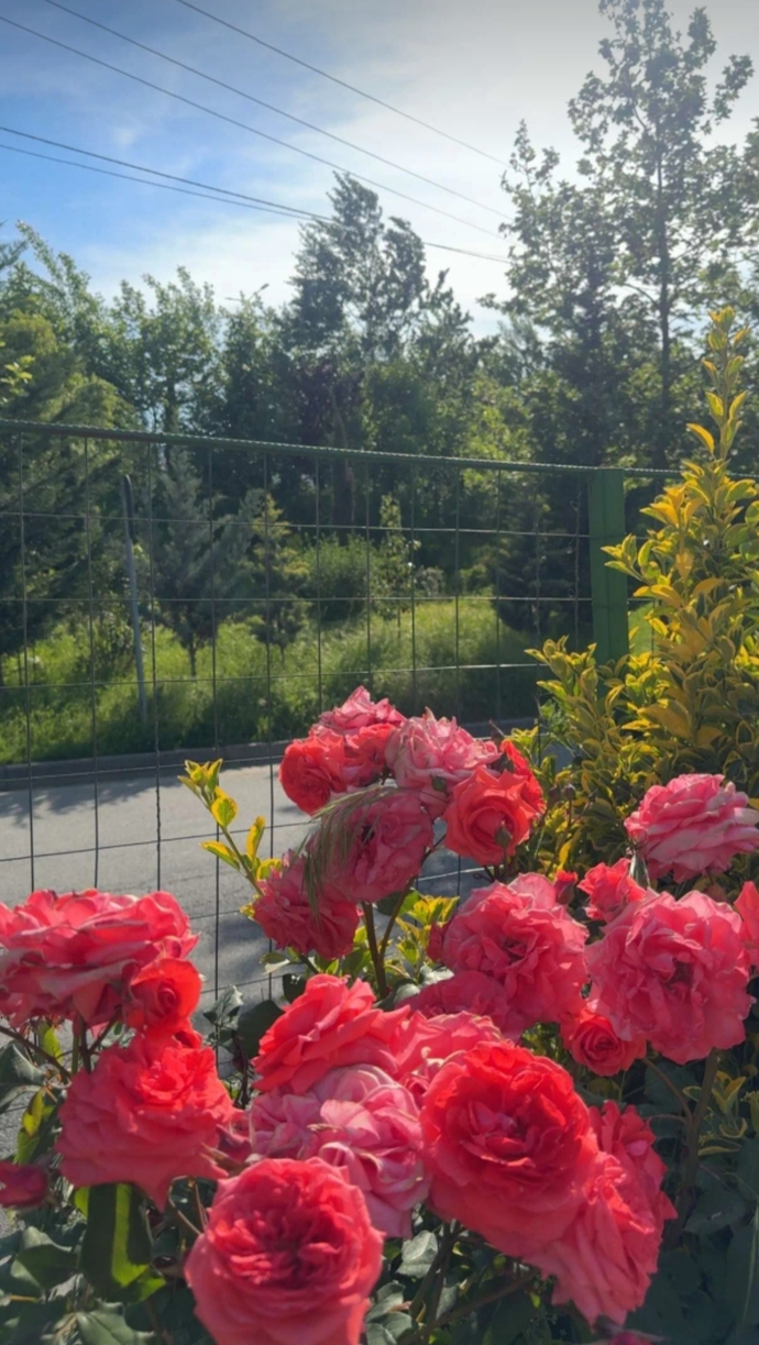 Günaydın ey ahaliii nasılsınız? güzel kadınlar bu çiçekler sizeee anne olanlar geleceğin anneleri anneler gününüz kutlu olsun 🌸🌸?