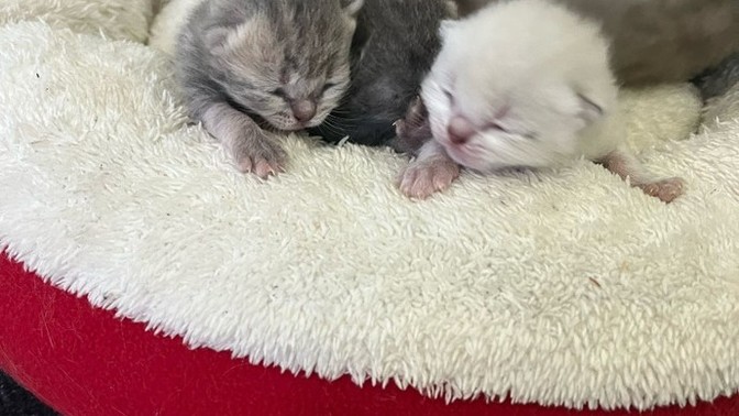 Kedim doğurdu anneanne oldum, bu çocuklara ne isim vereyim?