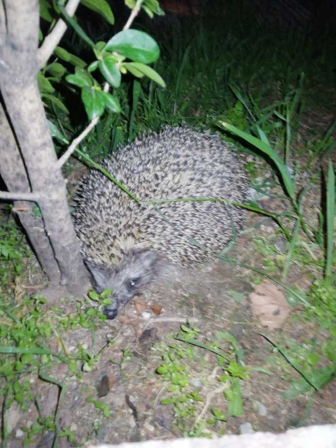 Daha önce hiç kirpi gördünüz mü?