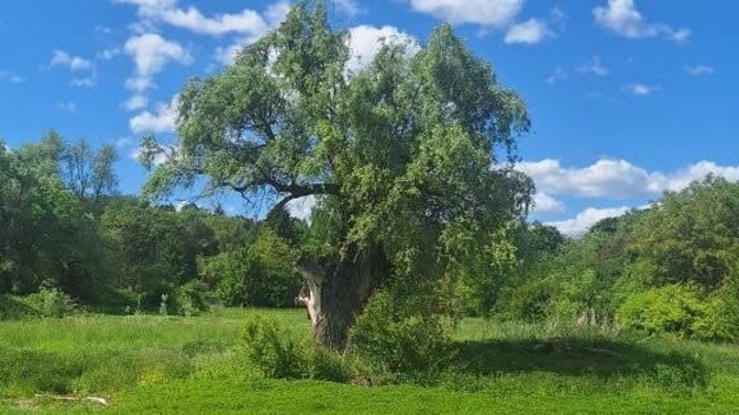 Görücü usulü mü aşk evliliği mi?
