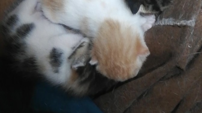 Kedi sahiplenmek isteyen var mı?