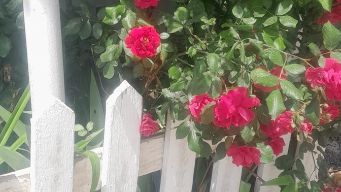Hiç ağaç, gül, çiçek ektiniz mii 🌹?