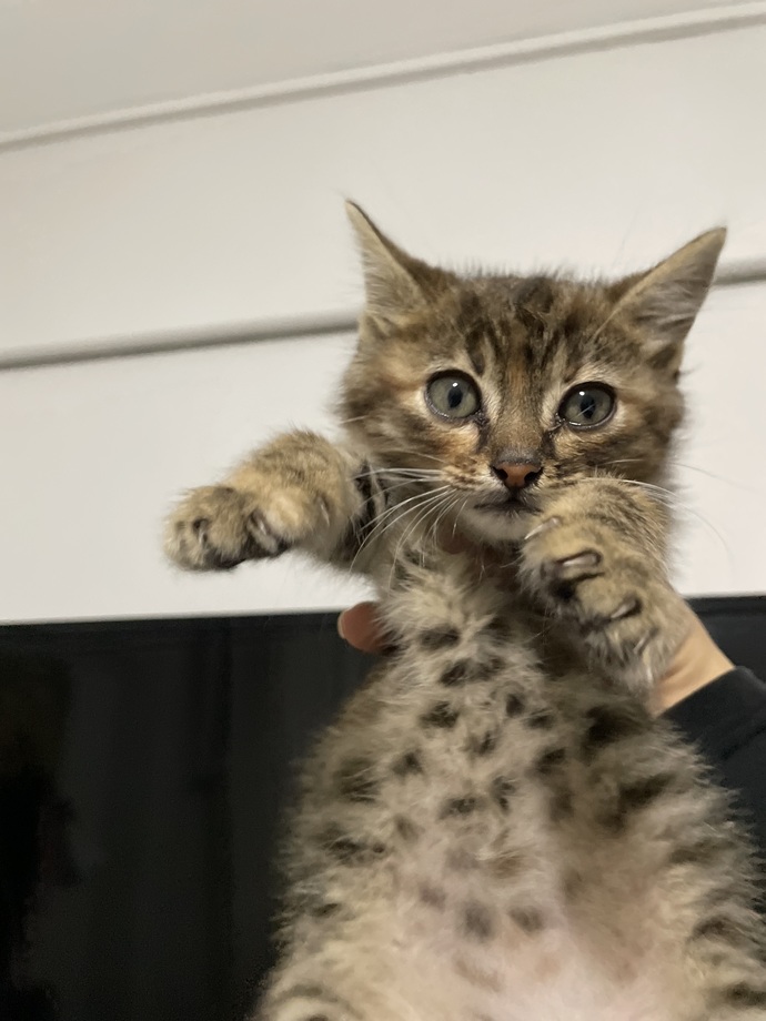 Yavru kedi sahiplenmek isteyen var mı dişi kedi?