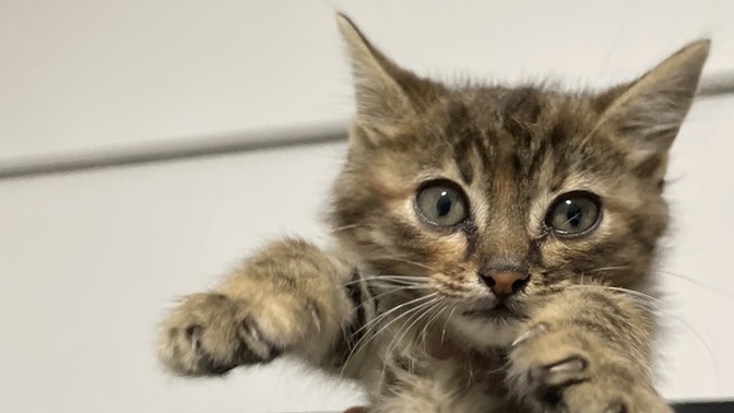 Yavru kedi sahiplenmek isteyen var mı dişi kedi?