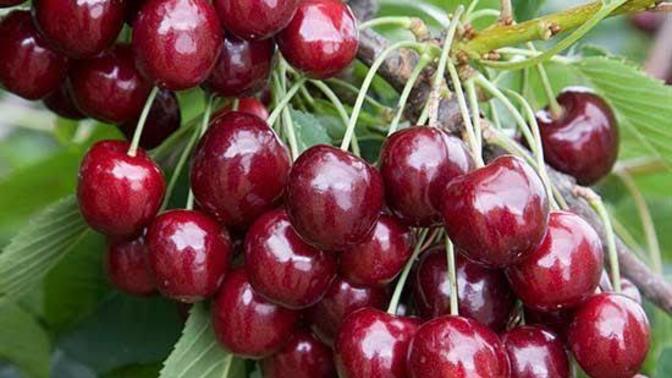 Fiyatı kaç olursa olsun yerim dediğiniz meyve var mı?