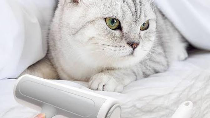 Mobilyalardaki kedi tüyleri nasıl temizlenir?