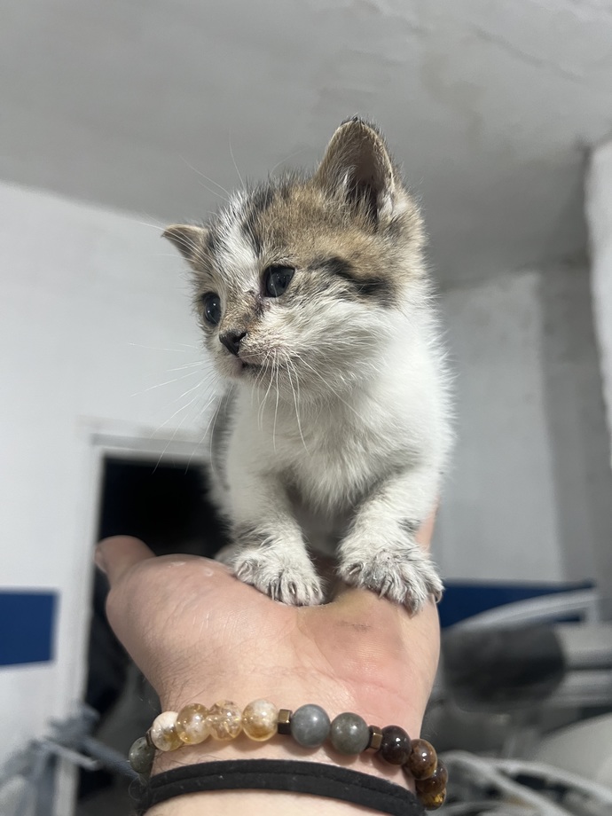 Böyle Birsey buldum nedir bu?